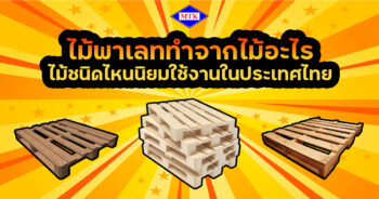 ไม้พาเลท ทําจากไม้อะไร ไม้ชนิดไหนนิยมใช้งานในประเทศไทย ?
