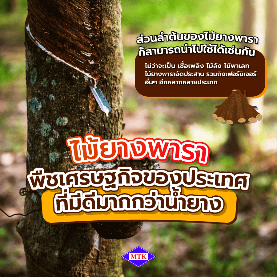 ไม้ยางพารา